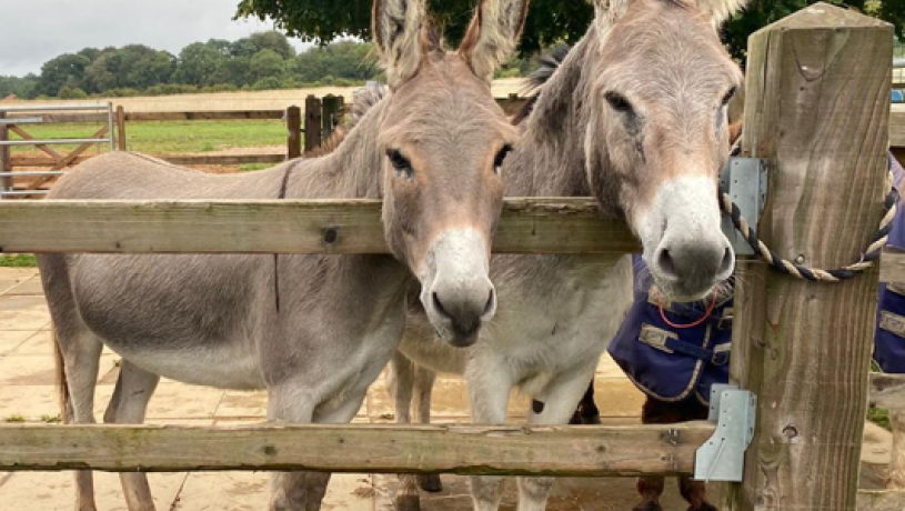 this_donkey.png